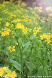 油菜花