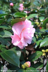 茶花