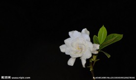 栀子花