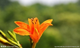萱草金针花