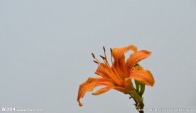 萱草金针花