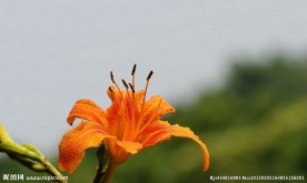 萱草金针花