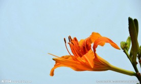 萱草金针花