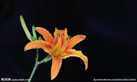 萱草金针花