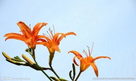 萱草金针花