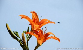 萱草金针花