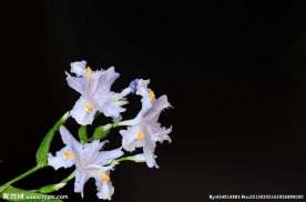 唯美鸢尾花