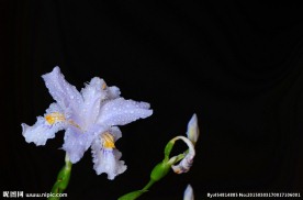 唯美鸢尾花
