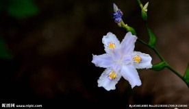 唯美鸢尾花
