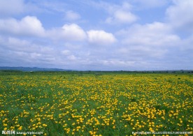 奥林匹克公园花海