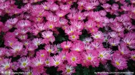 粉色菊花
