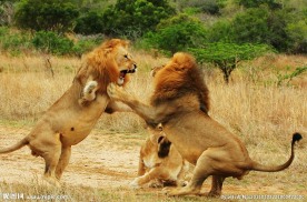 狮子打斗