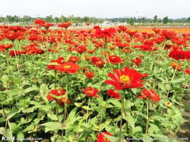 花海