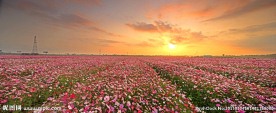 花海日出