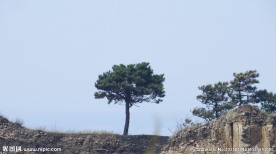 小松树