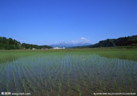 日本稻田