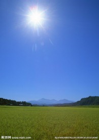 日本稻田