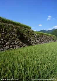日本稻田