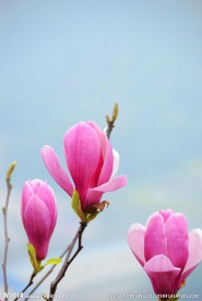 紫玉兰