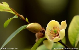 含笑花