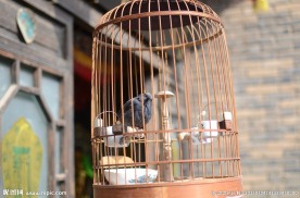 鸟笼