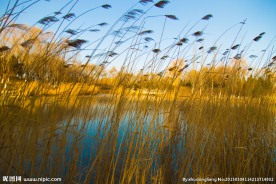 奥林匹克森林公园芦苇
