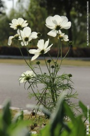 格桑花 逆光格桑花