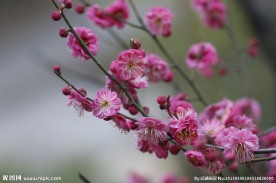 红梅花