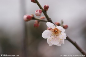 垂梅花