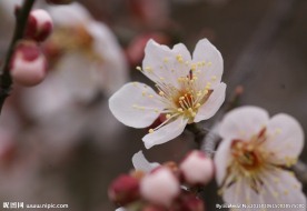 垂梅花