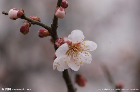 垂梅花