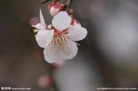 垂梅花