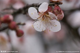 垂梅花