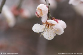 垂梅花