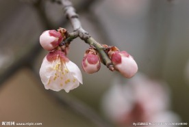 垂梅花