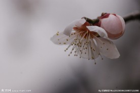 垂梅花
