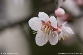 垂梅花