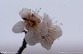 垂梅花
