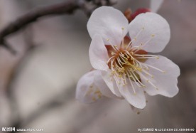 垂梅花