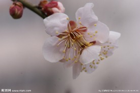 垂梅花