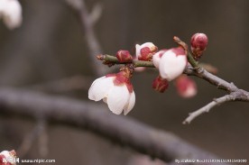 垂梅花