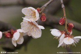 垂梅花