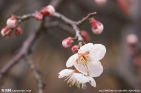 垂梅花