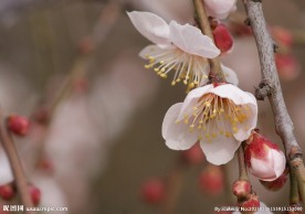 垂梅花
