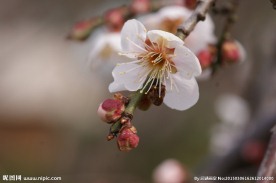 垂梅花