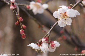 垂梅花