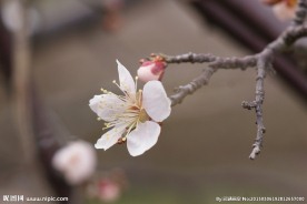 垂梅花