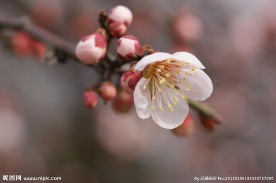 垂梅花