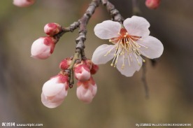 垂梅花