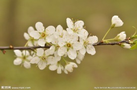 李子花